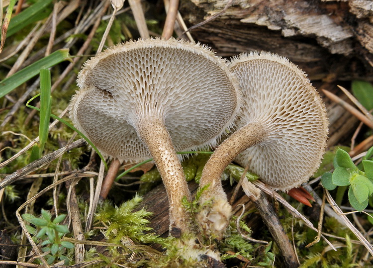 Polyporus arcularius Rostk